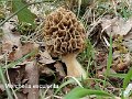 Morchella esculenta-amf1295
